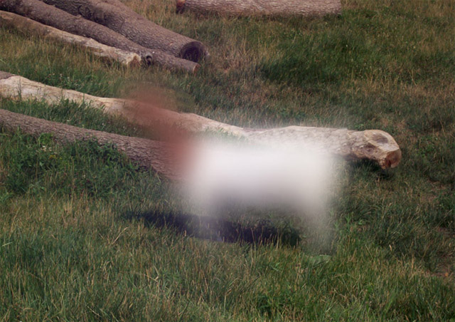 A blurry dog (?) in a field of logs